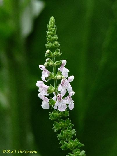 {Stachys eplingii}